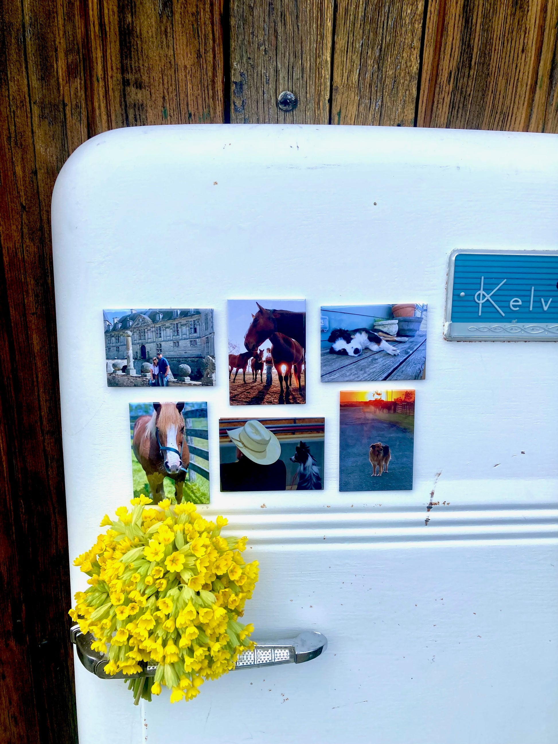 Magnets photo personnalisés avec animaux de compagnie